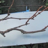 Obrezivanje grožđa za zimu - da li trebam podrezati i kako to učiniti ispravno